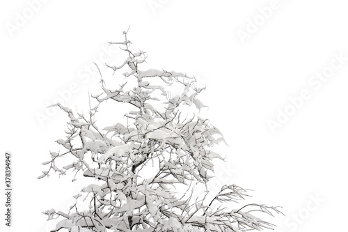 Tree covered snow on a white background with space for text