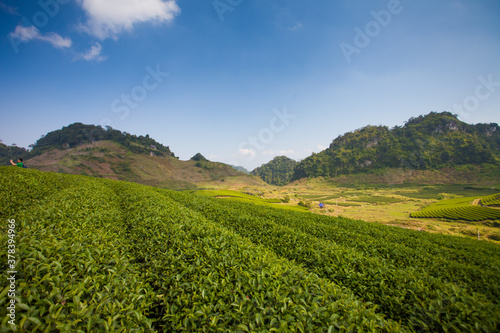 Mocchau highland  Vietnam  Moc Chau tea hill  Moc Chau village . Tea is a traditional drink in Asia