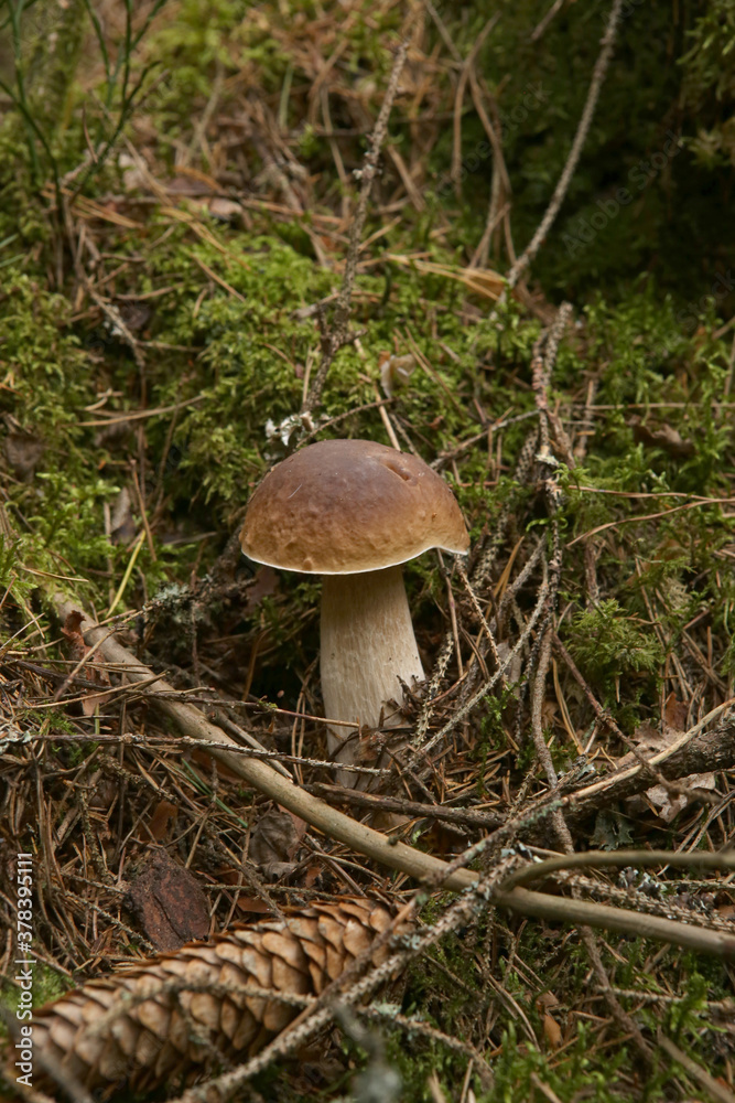 Boletus edulis mushroom growing in the forest in natural environment. Edible mushroom growing in the moss. Boletus edulis mushroom growing in the forest in natural environment. Edible mushroom growing in the moss.
