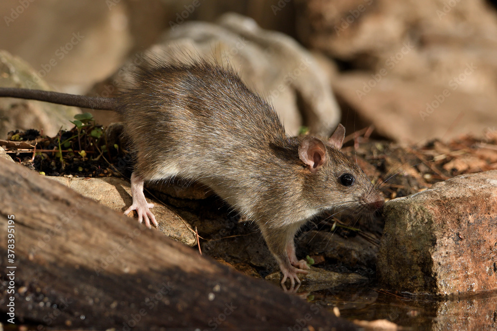 rata de campo en el estanque bebiendo (Rattus rattus) Ojén Andalucía España rata de campo en el estanque bebiendo (Rattus rattus) Ojén Andalucía España