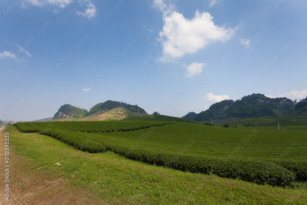 Mocchau highland, Vietnam: Moc Chau tea hill, Moc Chau village . Tea is a traditional drink in Asia Mocchau highland, Vietnam: Moc Chau tea hill, Moc Chau village . Tea is a traditional drink in Asia