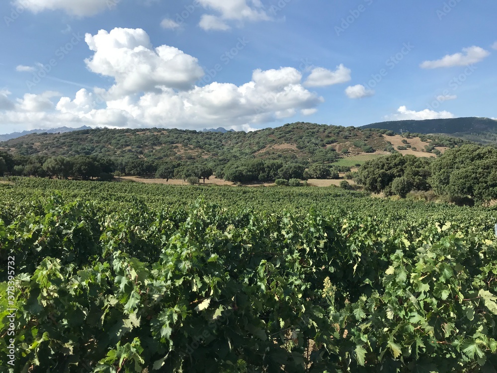 vermentino vineyard in sardinia, italy