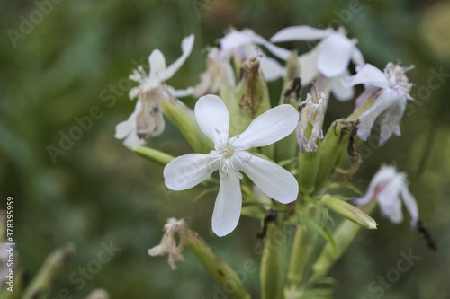 Saponaria officinalis soapwort beautiful plant of medium size with beautiful white flowers with pink tints used in the cosmetic industry on a green background