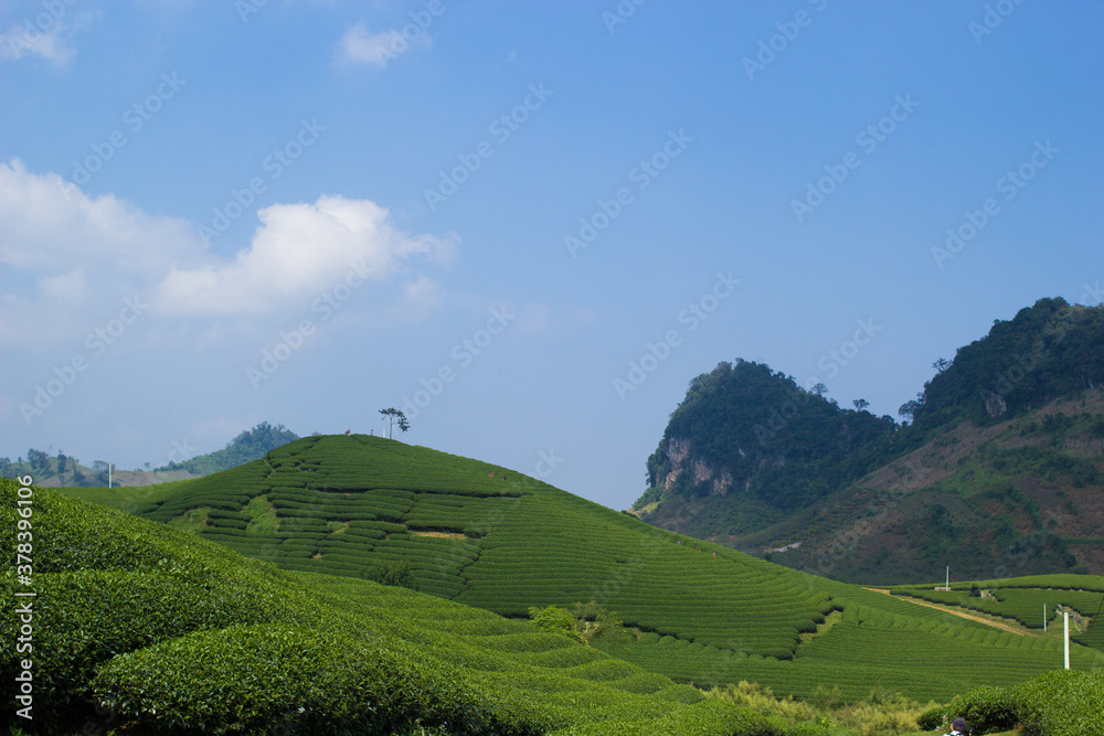 Mocchau highland, Vietnam: Moc Chau tea hill, Moc Chau village . Tea is a traditional drink in Asia Mocchau highland, Vietnam: Moc Chau tea hill, Moc Chau village . Tea is a traditional drink in Asia