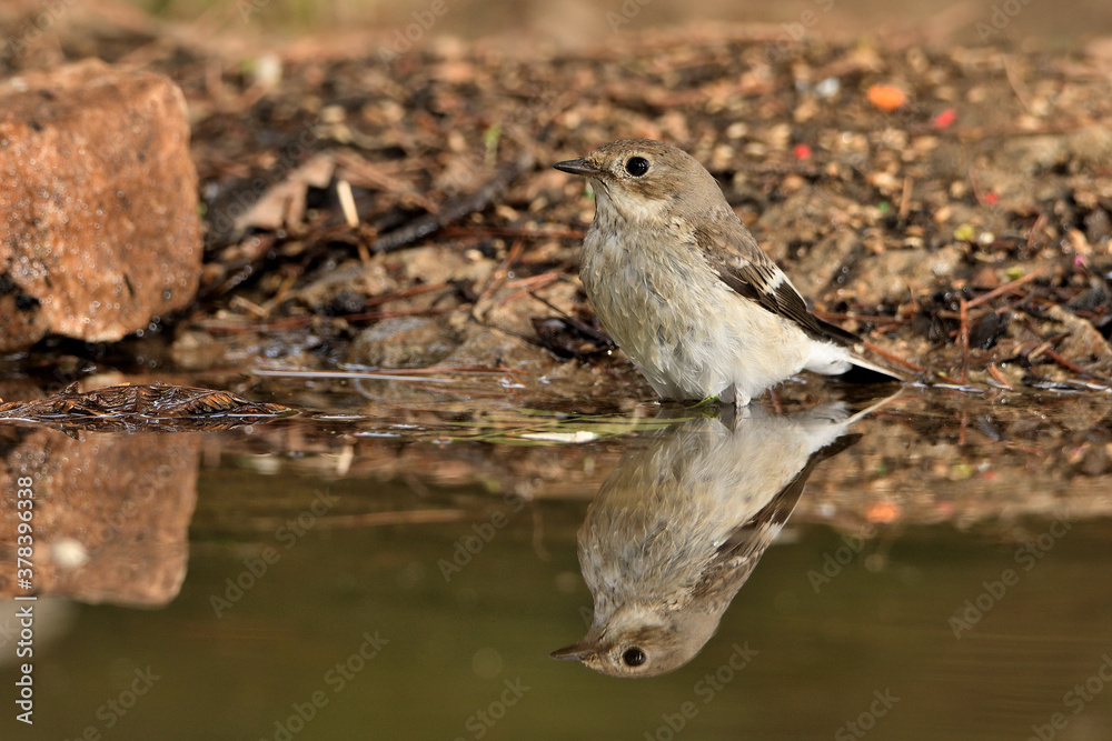 papamoscas cerrojillo bebiendo y bañándose en el estanque del bosque (Ficedula hypoleuca) Ojén Andalucía España papamoscas cerrojillo bebiendo y bañándose en el estanque del bosque (Ficedula hypoleuca) Ojén Andalucía España