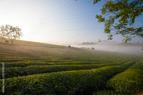 Mocchau highland, Vietnam: Moc Chau tea hill, Moc Chau village . Tea is a traditional drink in Asia