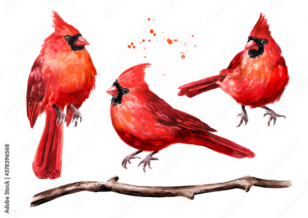 Obraz Red birds Cardinal and branch set. Watercolor hand drawn illustration, isolated on white background