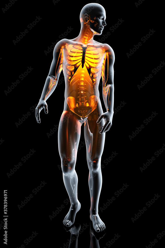 3D Anatomy Illustration of the human body