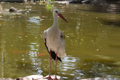 White stork in the water.
