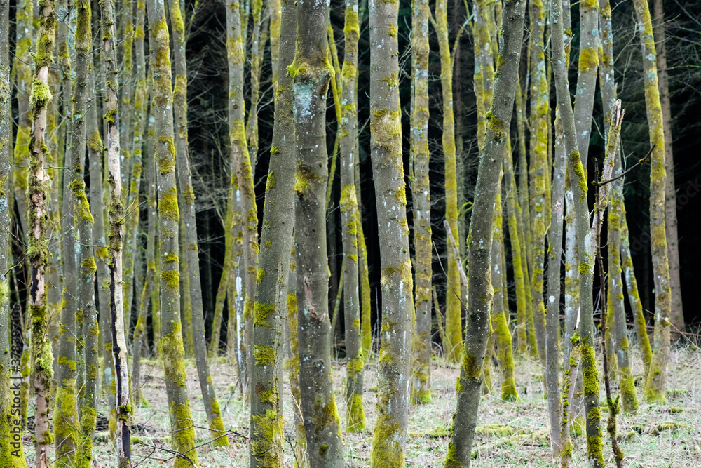 Fototapeta premium Wald, Laubwald, Bäume, unwirklich