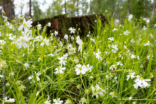 A forest stump stands among white flowers.