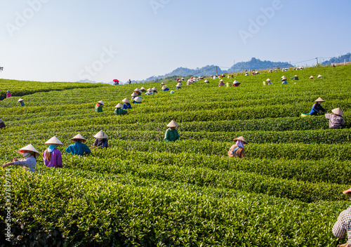 Mocchau highland, Vietnam: Farmers colectting tea leaves in a field of green tea hill on Oct 25, 2015. Tea is a traditional drink in Asia
 photo