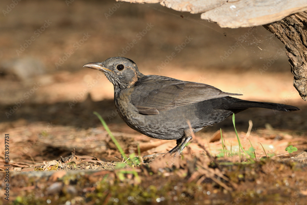 mirlo común juvenil en el suelo del parque (Turdus merula) Ojén Andalucía España mirlo común juvenil en el suelo del parque (Turdus merula) Ojén Andalucía España