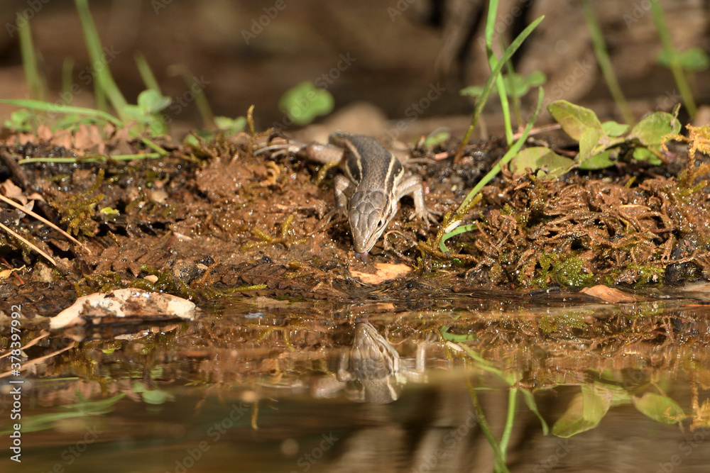  lagartija común bebiendo agua en el estanque del parque (Podarcis hispanicus) Ojén  Andalucía España 