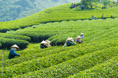 Mocchau highland, Vietnam: Farmers colectting tea leaves in a field of green tea hill on Oct 25, 2015. Tea is a traditional drink in Asia photo