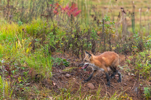 Red Fox (Vulpes vulpes) Walks Left Through Weeds Autumn