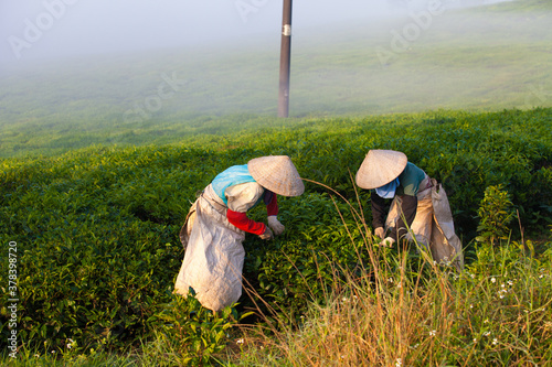 Mocchau highland, Vietnam: Farmers colectting tea leaves in a field of green tea hill on Oct 25, 2015. Tea is a traditional drink in Asia photo