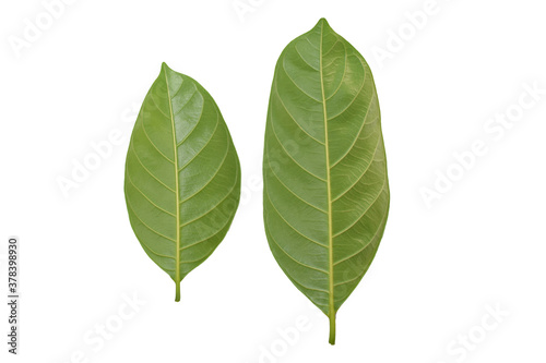 green leaf isolated on white