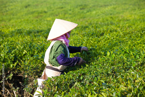 Mocchau highland, Vietnam: Farmers colectting tea leaves in a field of green tea hill on Oct 25, 2015. Tea is a traditional drink in Asia photo