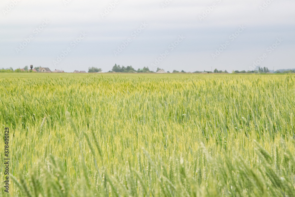 A large green field of cereal wheat is heading under a bright sky.
