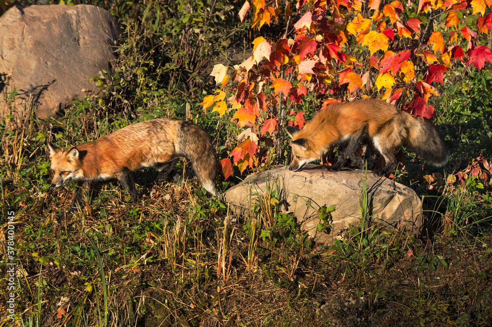 Obraz premium Lisy rude (Vulpes vulpes) Spacer po wyspie jesienią