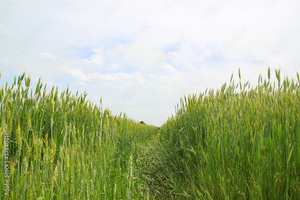 A large green field of cereal wheat is heading under a bright sky. A large green field of cereal wheat is heading under a bright sky.