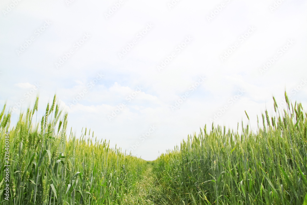 Fototapeta premium A large green field of cereal wheat is heading under a bright sky.