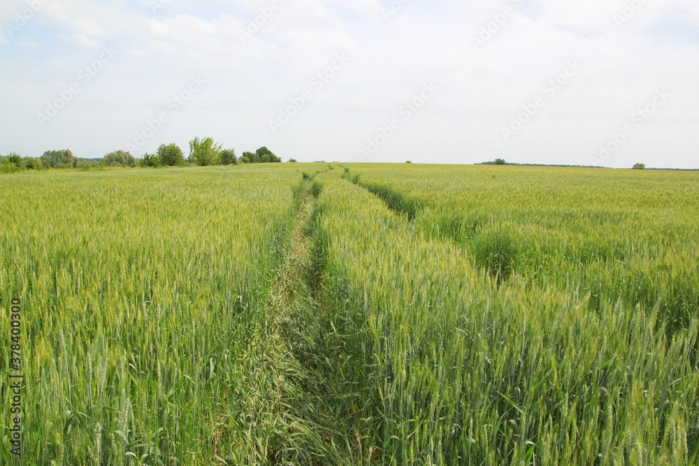 Obraz premium A road through a large green field of cereal wheat that spikes under a bright sky.
