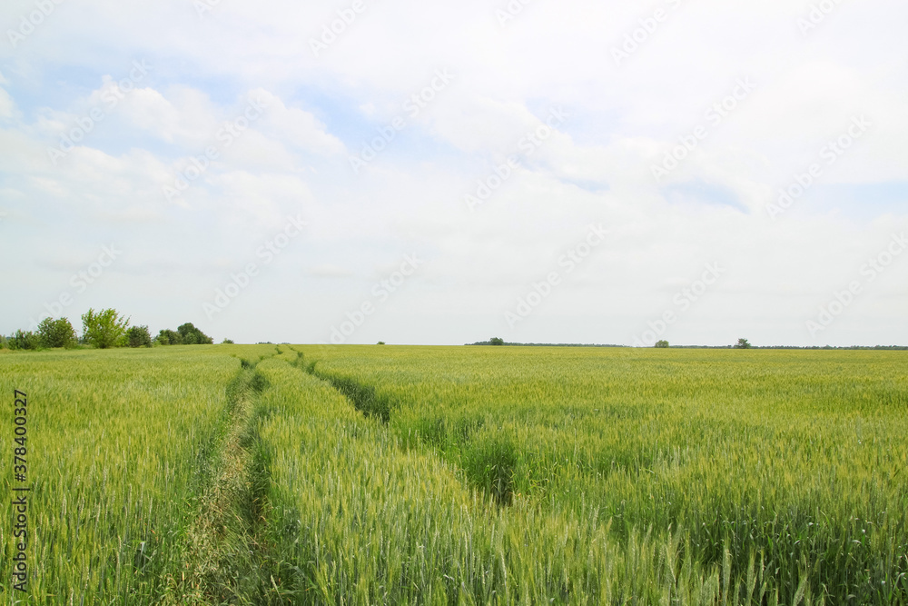A road through a large green field of cereal wheat that spikes under a bright sky.