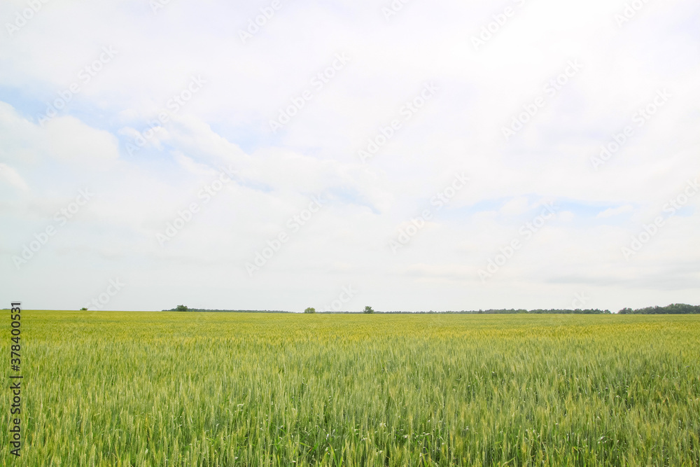 A large green field of cereal wheat is heading under a bright sky.