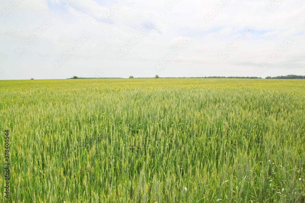 A large green field of cereal wheat is heading under a bright sky.