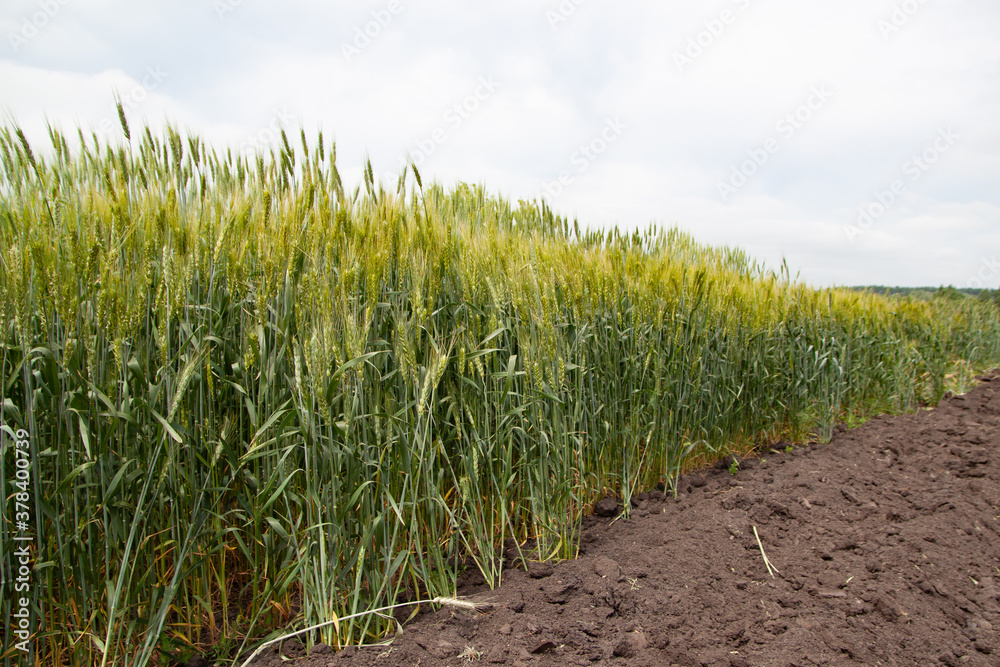 A large green field of cereal wheat is heading under a bright sky. A large green field of cereal wheat is heading under a bright sky.