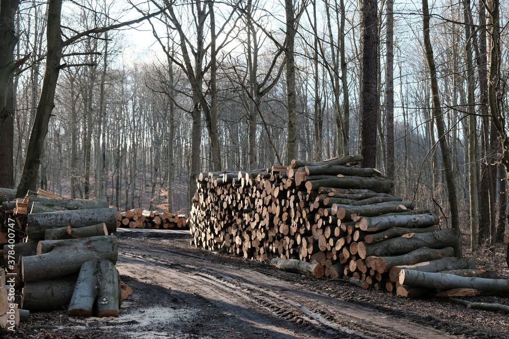 Cut tree trunks piled on a forest road. Deforestation, forest management.