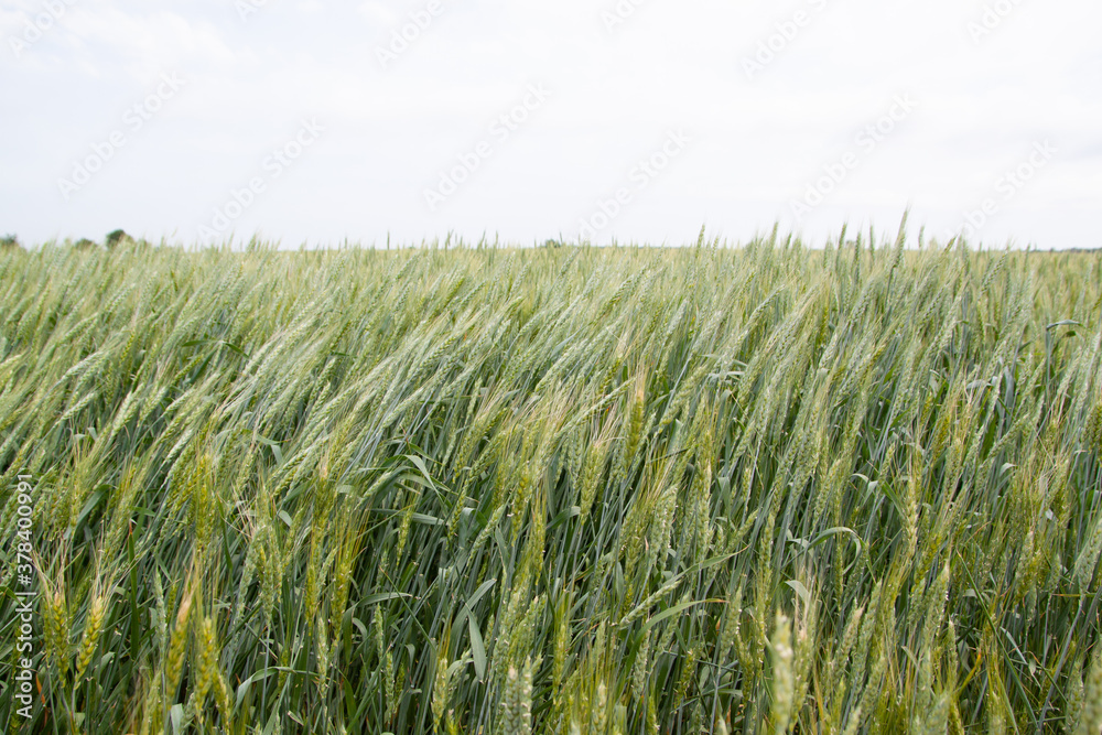 A large green field of cereal wheat is heading under a bright sky. A large green field of cereal wheat is heading under a bright sky.