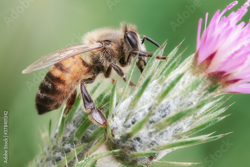 bee on a flower © Soheil