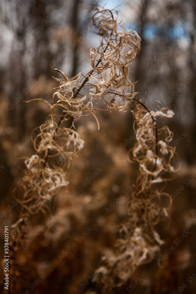Naklejka premium the tendrils of the plant Ivan tea from a kind of fireweed in late autumn