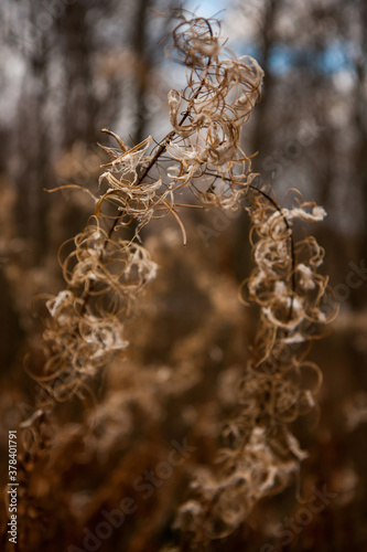 the tendrils of the plant Ivan tea from a kind of fireweed in late autumn