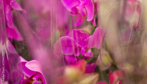 Fototapeta Naklejka Na Ścianę i Meble -  Beautiful purple Phalaenopsis orchid flowers, beautiful background.