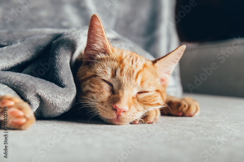 Cute ginger kitten sleeps © manuta