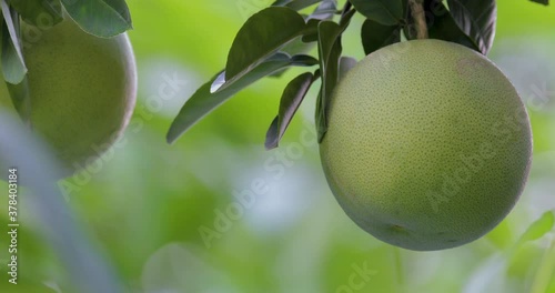 On the grapefruit tree, the grapefruit is fruity and full