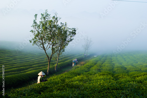 Mocchau highland, Vietnam: Farmers colectting tea leaves in a field of green tea hill on Oct 25, 2015. Tea is a traditional drink in Asia photo