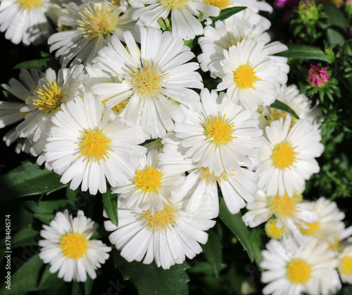 Beautiful blooming aster in sunny September