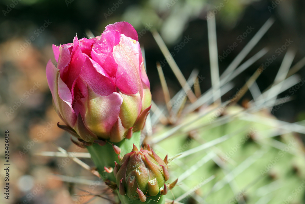 cactus blossom in pink