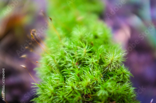 Bright green moss on a tree branch
