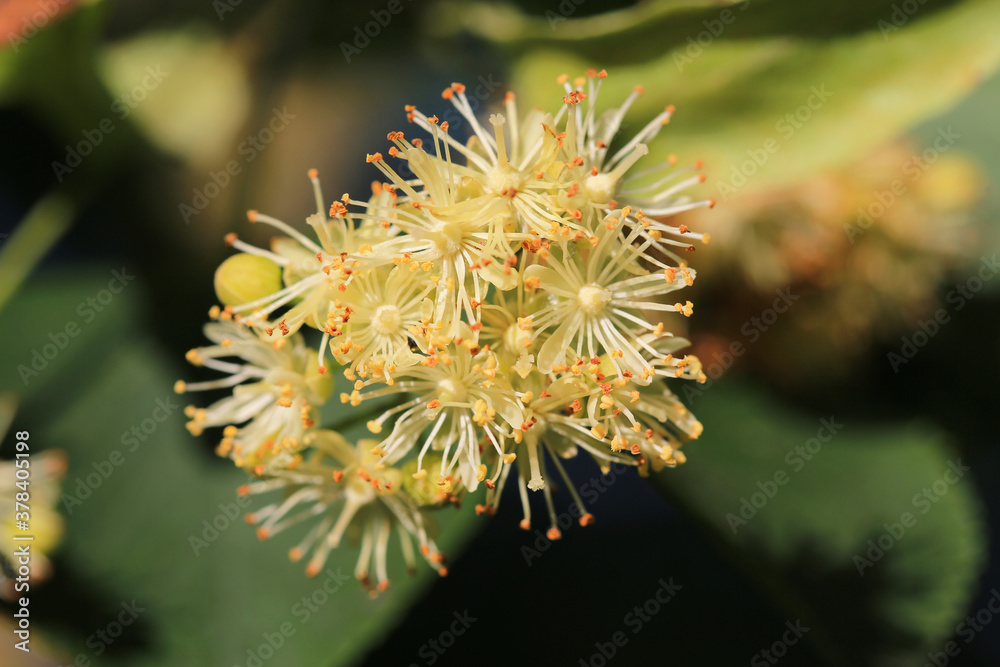 Beautiful blooming lime tree in sunny July