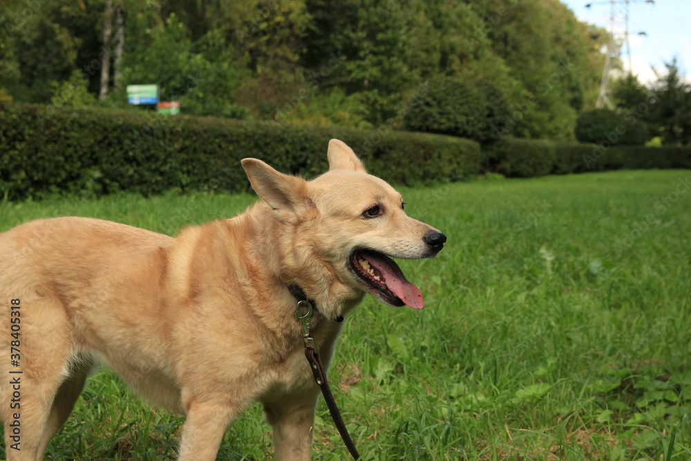 Cute dog in the green grass.
dog's head
