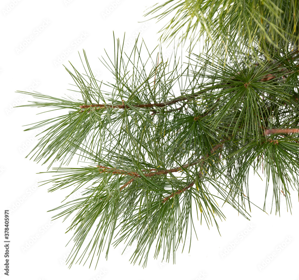 Evergreen tree branch isolated on white background Evergreen tree branch isolated on white background