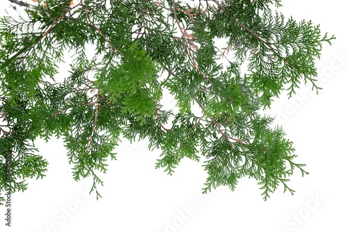 Evergreen tree branch isolated on white background