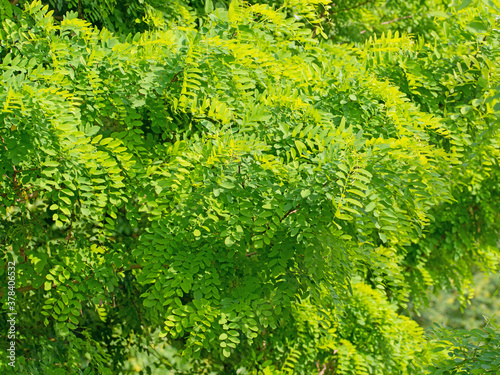 Blätter der Robinie, Robinia pseudoacacia photo