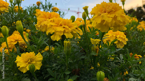 Yellow flowers